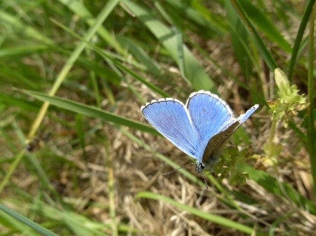 Azuré commun ou Argus bleu mâle